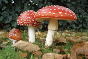 Äta och tillaga röd flugsvamp, Amanita Muscaria